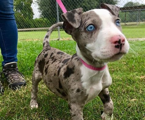 merle pitbull female.